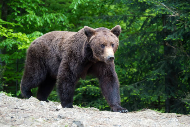 istock European brown bear in a forest landscape 968792746