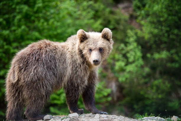 Brown bear cub in a spring forest Brown bear cub in the forest. Animal in the nature habitat winnie the pooh photos stock pictures, royalty-free photos & images