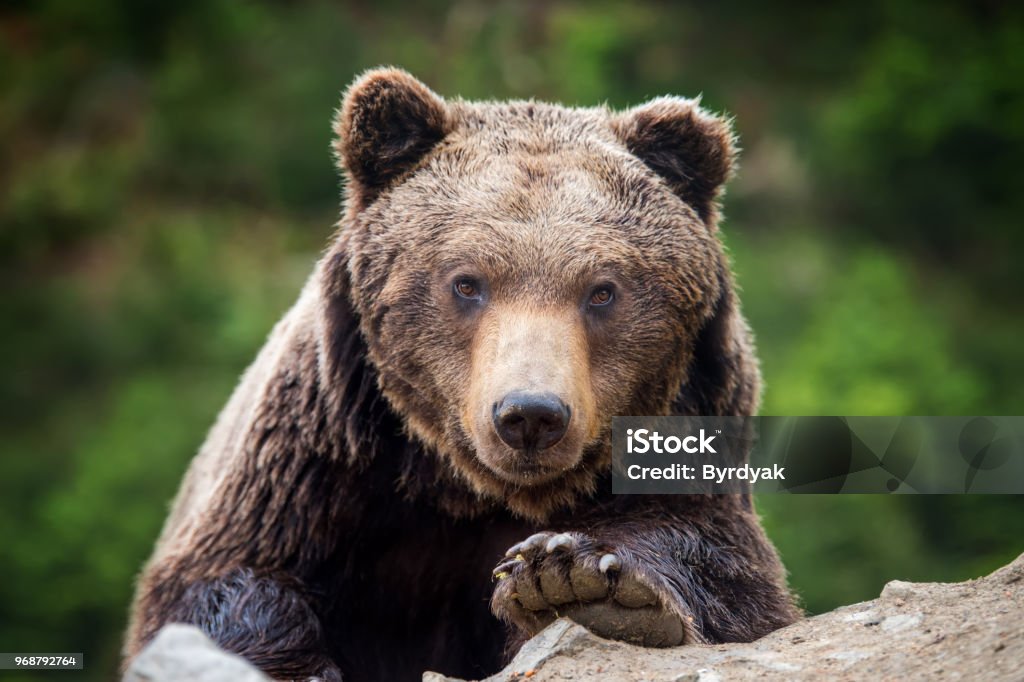 Ritratto di orso bruno (Ursus arctos) nella foresta - Foto stock royalty-free di Orso