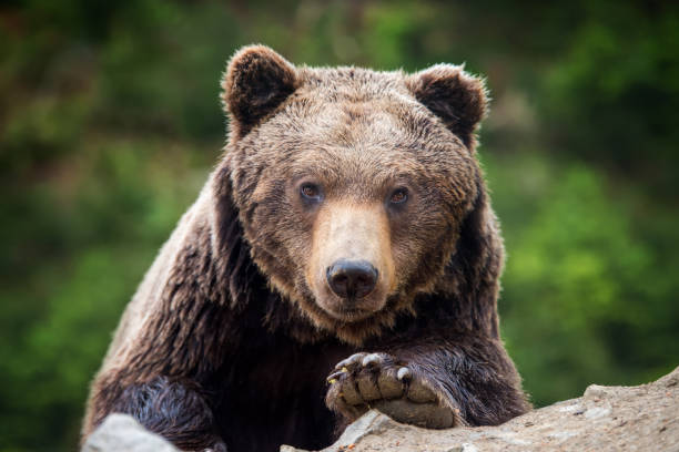 ritratto di orso bruno (ursus arctos) nella foresta - human face foto e immagini stock