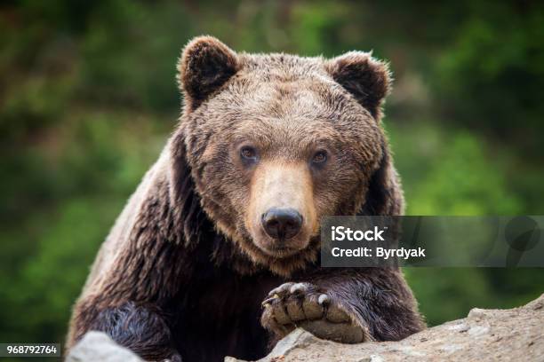 Ritratto Di Orso Bruno Nella Foresta - Fotografie stock e altre immagini di Orso