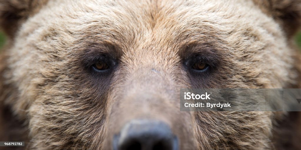 Closeup Mata Beruang Foto Stok - Unduh Gambar Sekarang - Alam, Anggota tubuh hewan, Bahaya - Konsep - iStock
