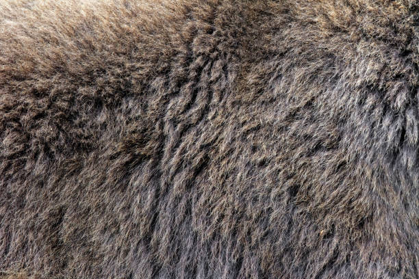 istock Real texture of brown bear fur 968792788