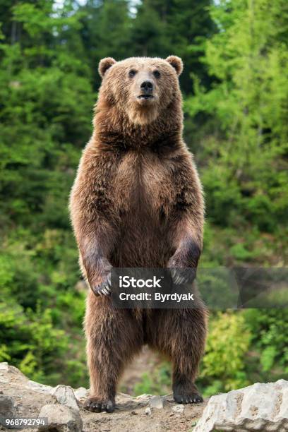 Grande Orso Bruno In Piedi Sulle Zampe Posteriori - Fotografie stock e altre immagini di Orso - Orso, Stare in piedi, Orso bruno