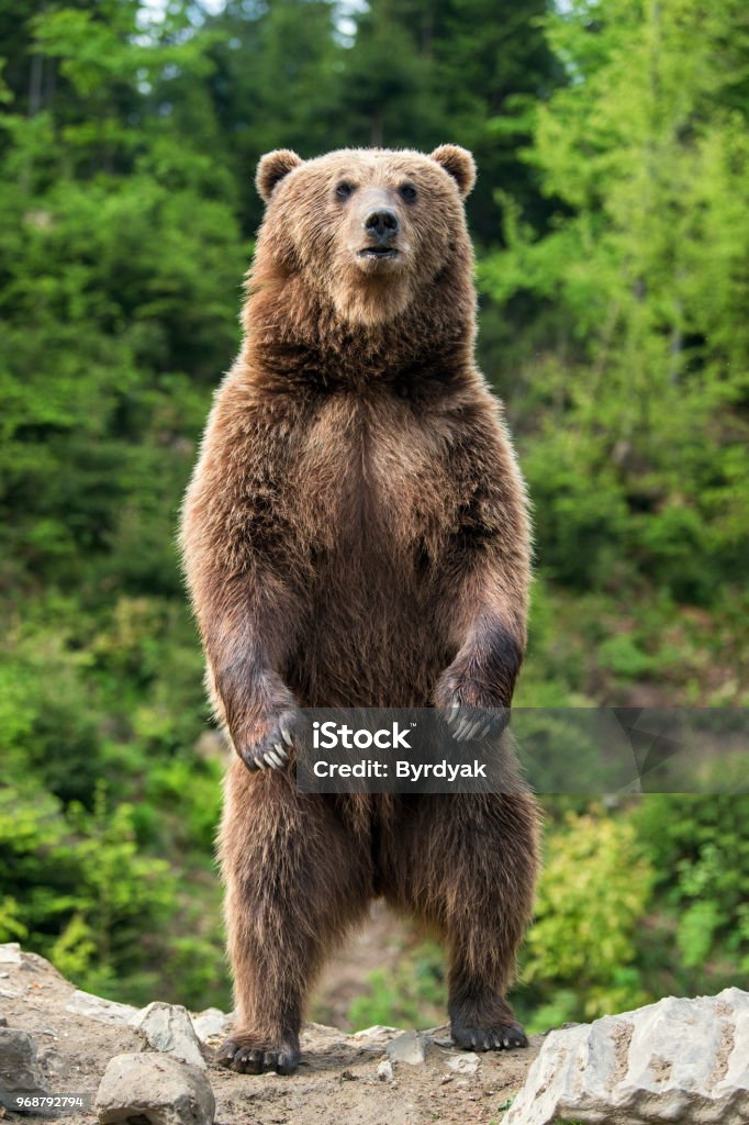 Big brown bear standing on his hind legs Brown bear (Ursus arctos) standing on his hind legs in the spring forest Bear Stock Photo