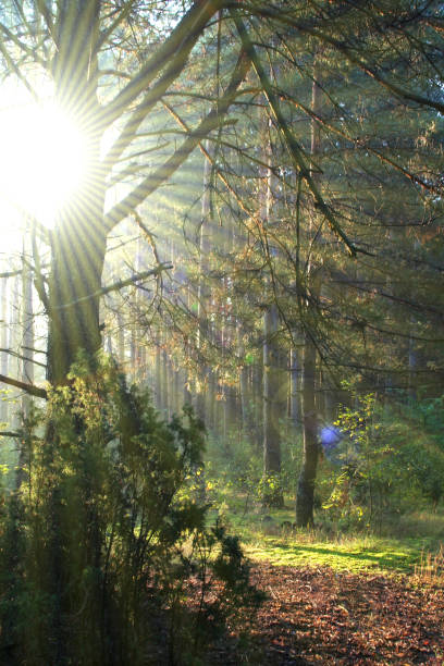 istock Sunlight penetrating between trunk of pine forest 968793752