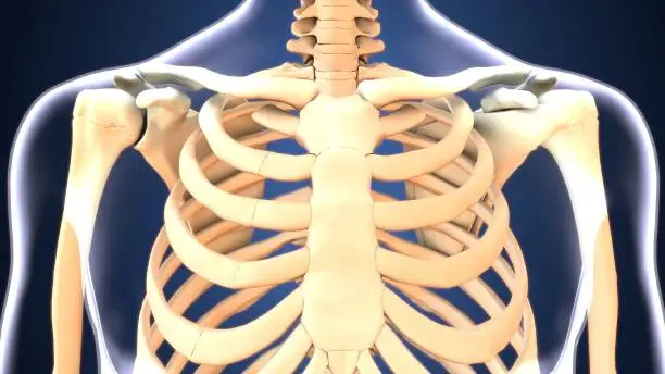 Photo of 3d illustration of  human body ribs anatomy