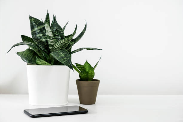 Sansevieria trifasciata or Snake plant in pot and mobile phone on the white wooden table home decor Sansevieria trifasciata or Snake plant in pot and mobile phone on the white wooden table home decor Oxygen stock pictures, royalty-free photos & images