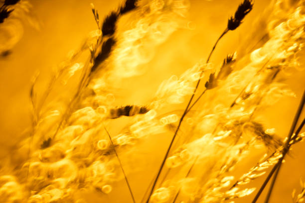 Long grass and blue sky