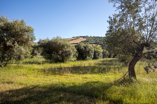 view of olive groves  on rolling hills of Abruzzo. Italy