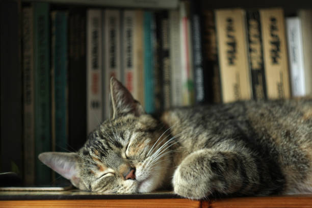 Sleeping cat's tail