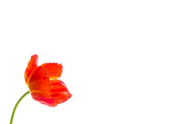 Tulip flowers on white background with space for your text. Isolated