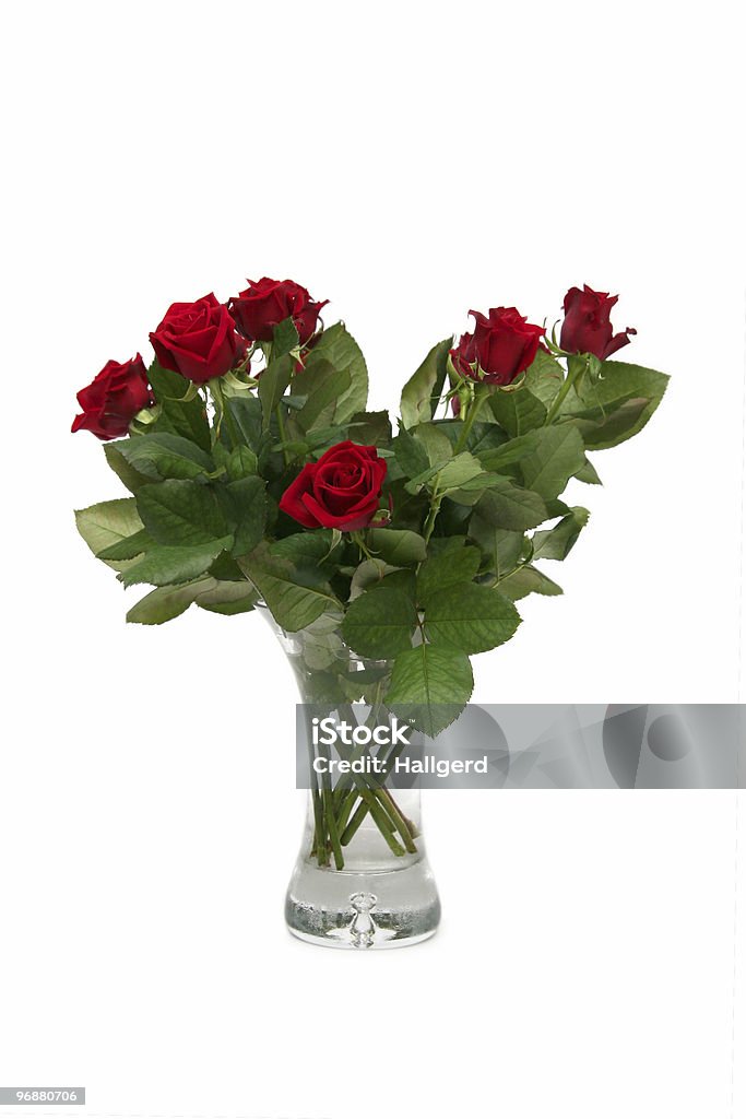 Rosa rossa - Foto stock royalty-free di Allegro