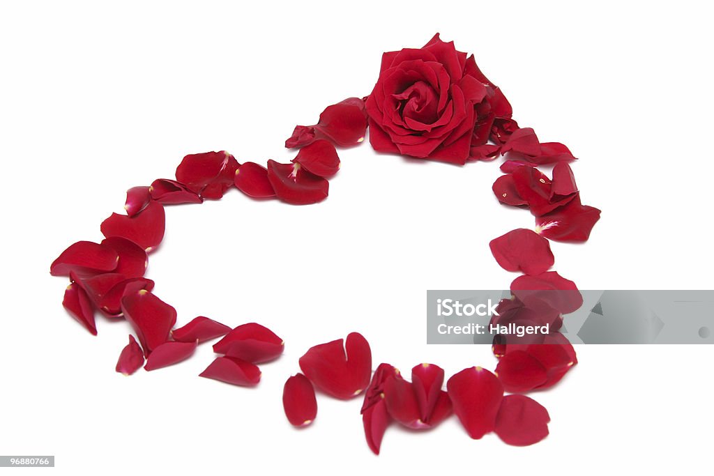 Czerwone róż - Zbiór zdjęć royalty-free (Bez ludzi)