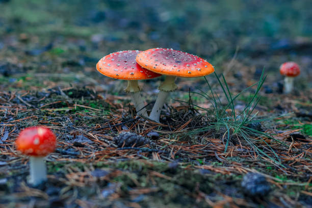 istock Red poisonous Amanita mushrooms 968808542
