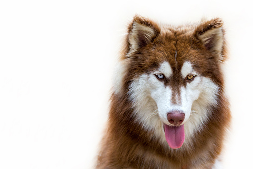 portrait of siberian husky on a white background.