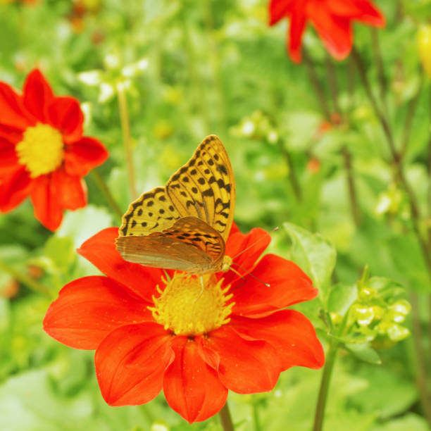 istock Yellow butterfly on a red flower. Green blurred background. 968808716