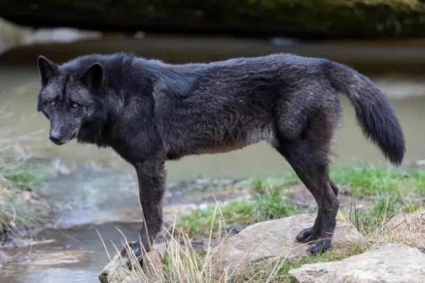 Timberwolf in the forest