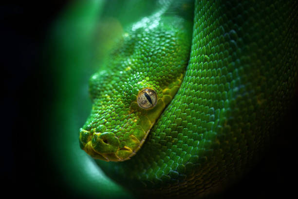 istock The head of the green boa. 968808830