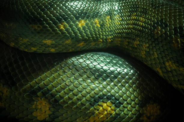 Texture and body of anaconda green. stock photo