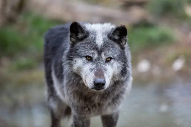 Timberwolf in the forest