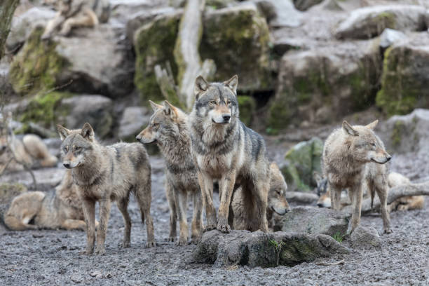 Loup gris - Grey wolf Grey wolf in the forest timber wolf stock pictures, royalty-free photos & images