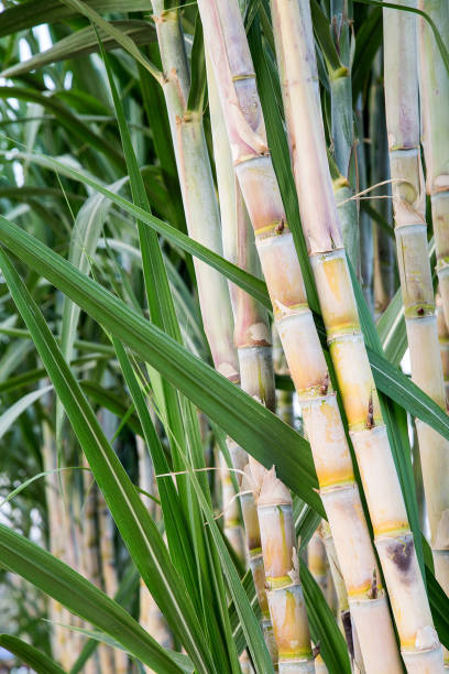 istock Sugar cane in the garden. 968812006
