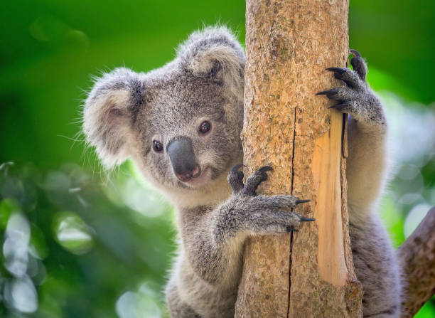 Koala is on the tree. Young koala eating eucalyptus leaves on the tree. sleeping koala bear stock pictures, royalty-free photos & images