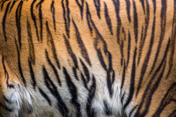 istock Colorful patterns and textures of the tiger. 968812174