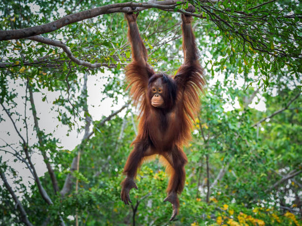 the orangutan is playing on the tree. - orangutan ape endangered species zoo imagens e fotografias de stock