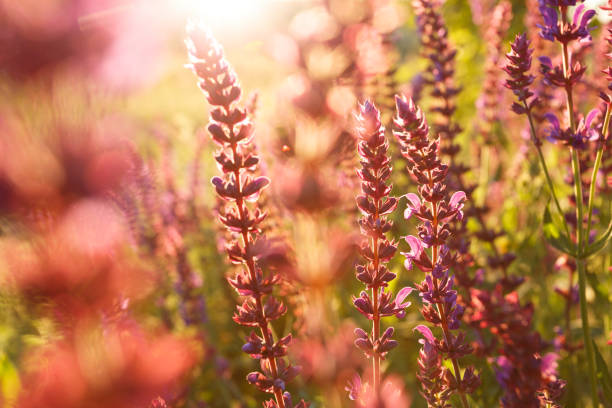 istock Salvia blossom in the meadow at sunset 968816042