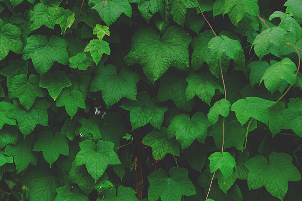 istock tropical green leaf texture,for background,vintage tone. 968816830