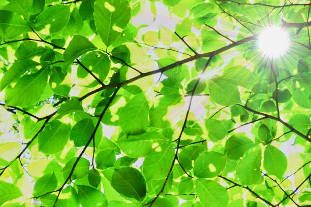 istock Synthesis of fresh green and the sun 968819692