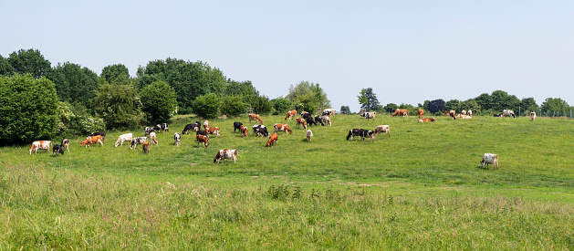 Herd of cows on a pasture in spring