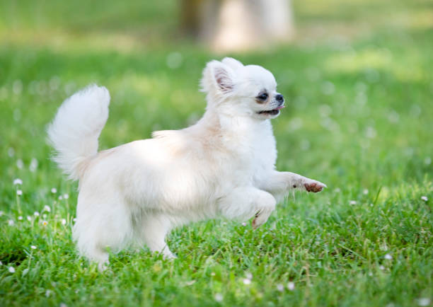 istock purebred chihuahua 968823252