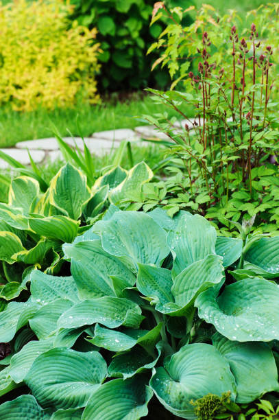 istock different hostas planted with astilbe in garden mixed border. Shade tolerant plants in summer 968826062