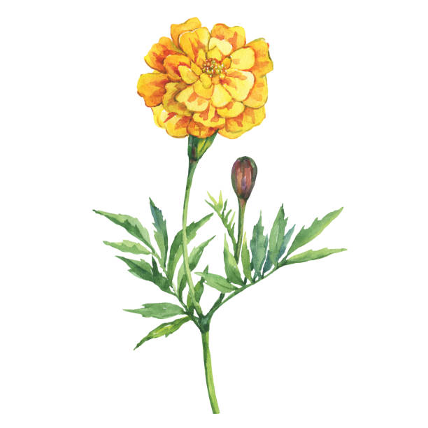Yellow flower Tagetes patula, the French marigold (Tagetes erecta, Mexican marigold).  Garden flowering plant. Watercolor hand drawn painting illustration isolated on white background. Yellow flower Tagetes patula, the French marigold (Tagetes erecta, Mexican marigold).  Garden flowering plant. Watercolor hand drawn painting illustration isolated on white background. marigold stock illustrations