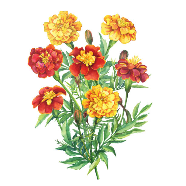 ilustrações de stock, clip art, desenhos animados e ícones de bouquet of red, yellow flowers tagetes patula, the french marigold (tagetes erecta, mexican marigold). garden plant. watercolor hand drawn painting illustration isolated on white background. - erecta