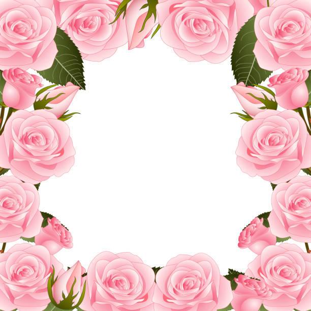Pink Rose Flower Frame Border Vector Illustration Stock
