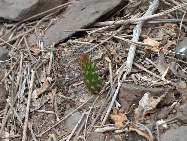 Small cactus born between stones and dry branches
