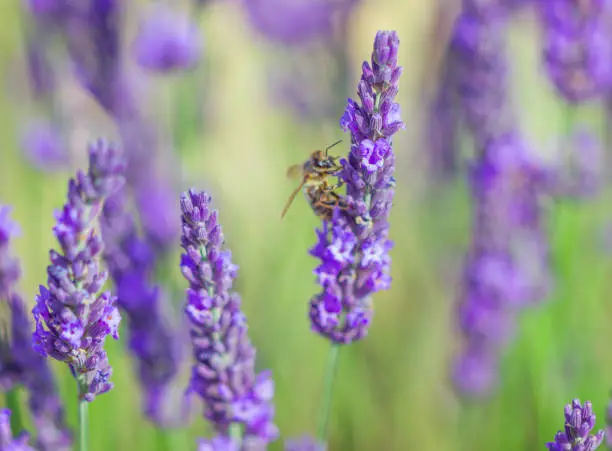 Photo of Lavender field, lavenders flowers with honey bee on the flowers at sunlight in a soft focus, pastel colors and blur background. Violet lavender field in Provence france famous place.