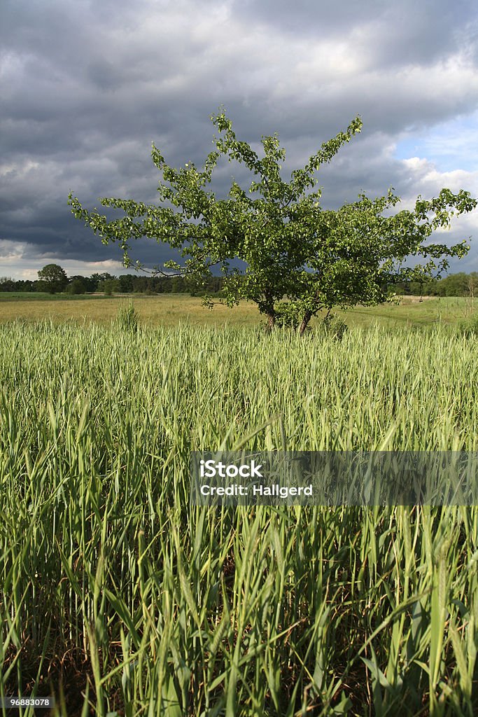 Nuvens de tempestade sobre Campo - Royalty-free Agricultura Foto de stock