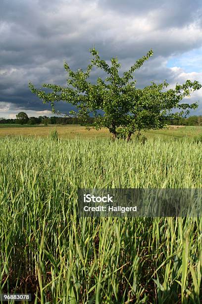 Nuvens De Tempestade Sobre Campo - Fotografias de stock e mais imagens de Agricultura - Agricultura, Ao Ar Livre, Campo agrícola
