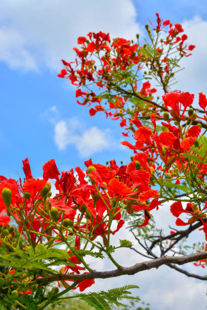 istock Delonix regia flower in bloom. 968833582