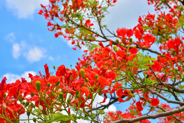 istock Delonix regia flower in bloom. 968833612