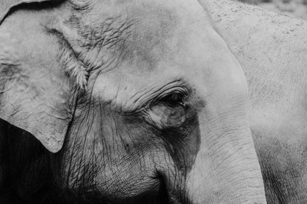 istock Elephant Eyes, Elephant Cry , Eyes of elephants 968833902