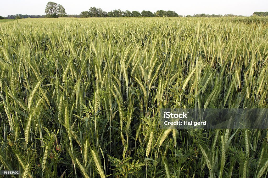 Grünen rye - Lizenzfrei Agrarbetrieb Stock-Foto