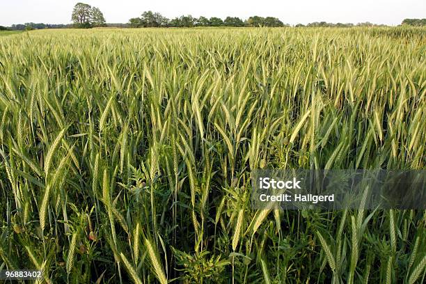 Grünen Rye Stockfoto und mehr Bilder von Agrarbetrieb - Agrarbetrieb, Brotsorte, Farbbild