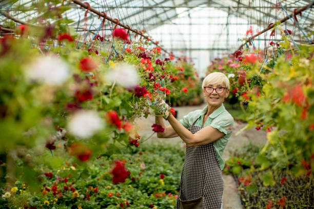 istock Senior woman working in greengarden 968834512
