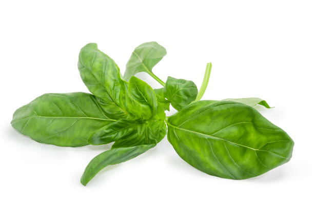istock Sprig of green basil on a white background closeup 968834566